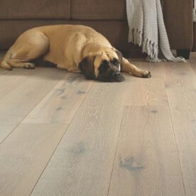 hardwood with laying dog